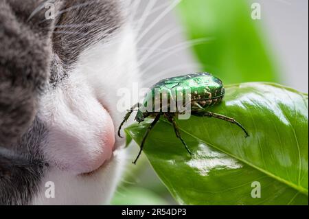 Der grüne Käfer krabbelt auf einem Blatt und eine Katze sieht es an Stockfoto