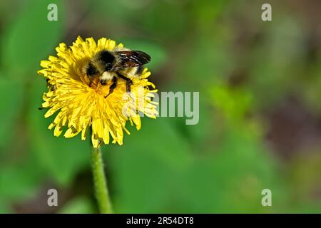 Eine Bumble Biene, die Nektar von einer wilden Löwenblume trinkt Stockfoto