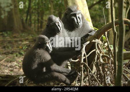 Gruppenporträt von Sulawesi-Schwarzkammmakaken (Macaca nigra) im Naturschutzgebiet Tangkoko, North Sulawesi, Indonesien. Seit mindestens 1997 untersuchen Wissenschaftler die möglichen Auswirkungen des Klimawandels auf Primaten der Welt, mit dem Ergebnis, dass er mutmaßlich ihr Verhalten, ihre Aktivitäten, ihren Fortpflanzungszyklus und ihre Verfügbarkeit von Nahrungsmitteln verändert. Stockfoto