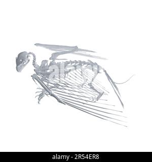 Pteronodon-Skelett-Cartoon, Vektorskelett des ausgestorbenen alten fliegenden Reptils Pteranodon. Isoliert auf weißem Hintergrund. Polygonales 3D-Modell.. Stock Vektor