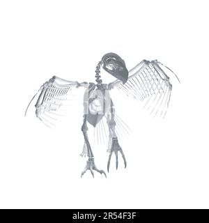 Pteronodon-Skelett-Cartoon, Vektorskelett des ausgestorbenen alten fliegenden Reptils Pteranodon. Isoliert auf weißem Hintergrund. Polygonales 3D-Modell.. Stock Vektor