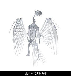 Pteronodon-Skelett-Cartoon, Vektorskelett des ausgestorbenen alten fliegenden Reptils Pteranodon. Isoliert auf weißem Hintergrund. Polygonales 3D-Modell.. Stock Vektor