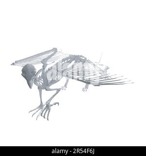 Pteronodon-Skelett-Cartoon, Vektorskelett des ausgestorbenen alten fliegenden Reptils Pteranodon. Isoliert auf weißem Hintergrund. Polygonales 3D-Modell.. Stock Vektor