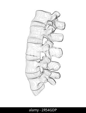 Vektordarstellung Wirbelsäulen-Diagnosesymbol, Design, Zeichen. Vektorsymbol. Liniendesign. Wirbelsäulenknochen und Struktur. Medizin und Anatomie. Anatomische Struktur Stock Vektor