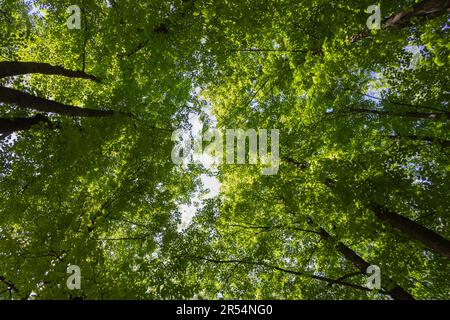Wald, Laub, fotografiert an einem sonnigen Tag. Stockfoto