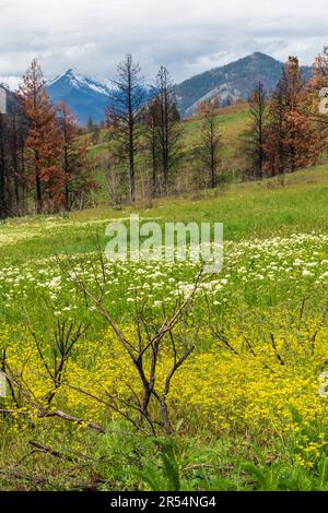 Ein Blumenfeld zeigt Frühlingsblüten mit einer Reihe von Bäumen, verkohlt vom Lauffeuer, stehen in der Ferne. Stockfoto