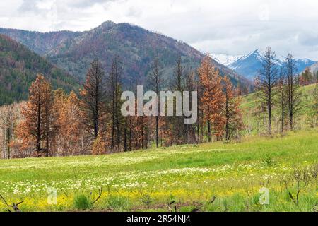 Bäume in der North Cascade Mountain Range am Sun Mountain bei Winthrop, Washington, verkohlt. Stockfoto