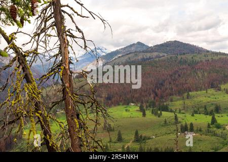 In den North Cascade Mountains bei Winthrop, Washington, USA, ist ein durch Waldbrände beschädigtes Haus von verkohlten immergrünen Bäumen umgeben. Stockfoto