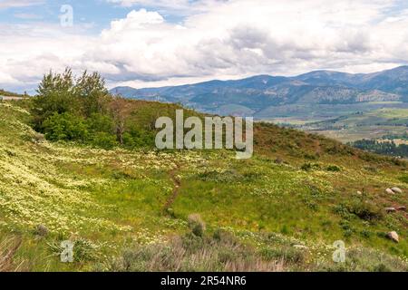 Ein Pfad schlängelt sich durch ein Feld mit weißen Wildblumen am Hang des Sun Mountain mit Blick auf die Ausläufer der North Cascades in der Nähe von Winthrop, Washingto Stockfoto