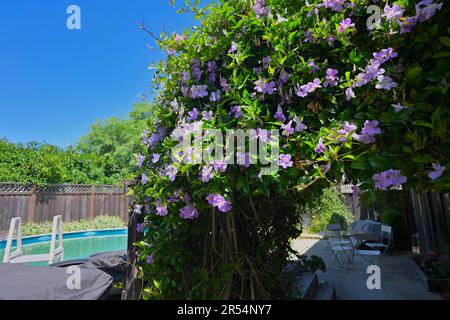 Hibiskussyriacusblüten in voller Blüte Stockfoto