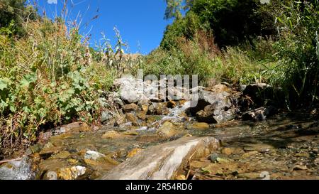 Waldquelle oder Wasserlauf im Sommer, grünes Laub, hohes Grün und Steine - Foto der Natur Stockfoto