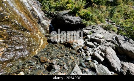 Waldquelle oder Bach im Sommer, grünes Laub, hohes Grün und Steine - Foto der Natur Stockfoto