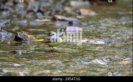 Grey Wagtail Motacilla Cinerea füttert bei einem ford in North Yorkshire, Großbritannien. Stockfoto