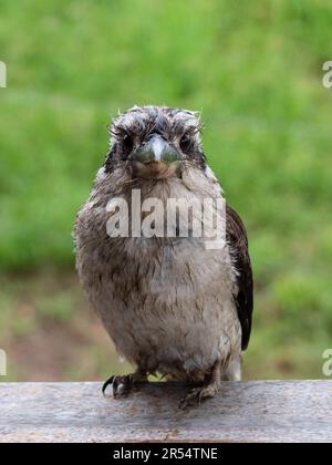 Ein sehr nasser Kookaburra, der geradeaus starrt, berühmte einheimische australische Vögel, Tierwelt Stockfoto