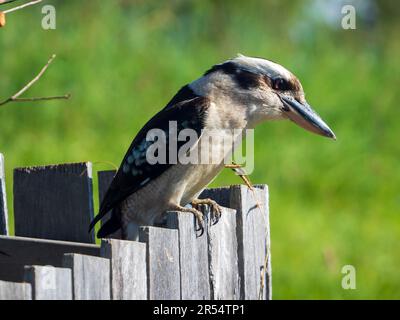 Kookaburra, die auf einem hellen Holzzaun steht und mit glänzenden braunen Augen einen einheimischen australischen Vogel beobachtet Stockfoto