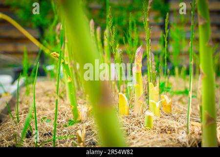 Grüner Spargel-Shoot wächst aus nächster Nähe.Anbau von gesundem Gourmet-Gemüse im Garten Stockfoto