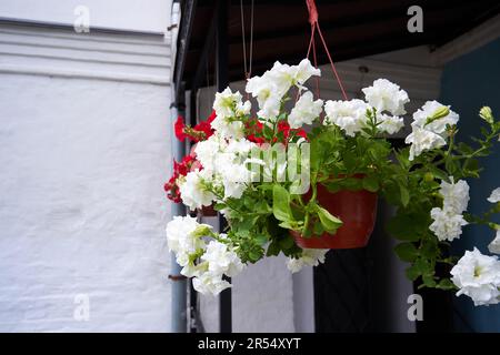 Weiße Petunienblumen in einem Hängetopf auf der Veranda eines Hauses aus der Nähe Stockfoto