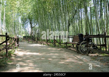 Frühlingspark mit Bambus und Rosen und Straße in Namgang, Jinju, Südkorea Stockfoto