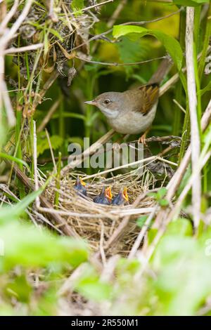 Gemeiner weißer Hals Sylvia communis, ausgewachsene Frau mit Küken im Nest, Suffolk, England, Mai Stockfoto