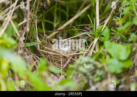 Weißer Hals Sylvia communis, erwachsener Mann sitzt im Nest, Suffolk, England, Mai Stockfoto