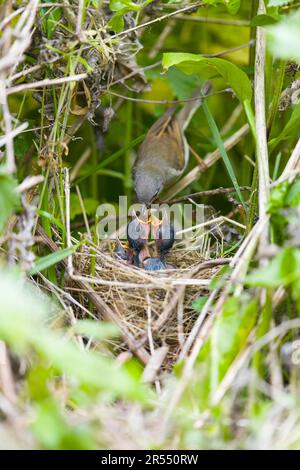 Weißer Hals Sylvia communis, ausgewachsener Mann, der Küken im Nest Wolfsspinnen füttert, Suffolk, England, Mai Stockfoto