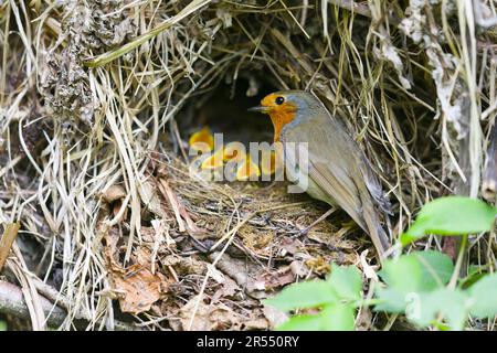 European Robin Erithacus rubecula, ausgewachsen im Nest mit Küken, Suffolk, England, Mai