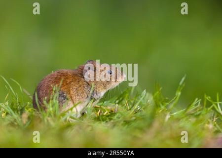 Bank vole Clethrionomys glareolus, Erwachsener auf Gras, Suffolk, England, Mai Stockfoto