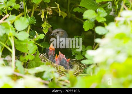 Dunnock Prunella modularis, ausgewachsen mit Küken in Nest, Suffolk, England, Mai Stockfoto