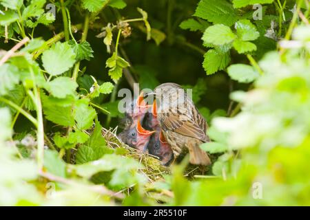 Dunnock Prunella modularis, ausgewachsen mit Küken in Nest, Suffolk, England, Mai Stockfoto