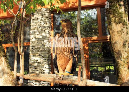 Ein wunderschöner Adler mit einem wilden Look. Stockfoto