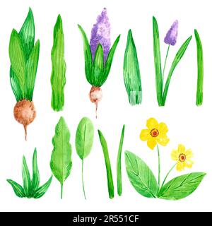 Handgezeichnete, wässrige Frühlingsgartenblumen mit blühender Hyazinthe und Primrose auf weißem Hintergrund. Vintage-Illustration im ländlichen Stil Stockfoto