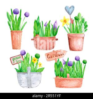 Handgezeichnete, wässrige Frühlingsgartenblumen mit blühender Hyazinthe und Primrose in Töpfen und Körben auf weißem Hintergrund. Vintage-Illustration auf dem Land Stockfoto