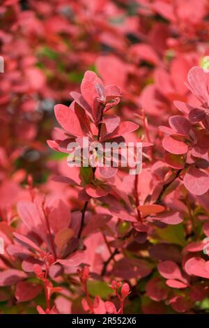 Berberis Thunbergii Orange Rocket, japanische Barberry, Thunbergs barbary Orange Rakete, Milchstrauch, korallenorange neue Blätter Stockfoto