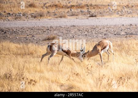 Teleaufnahme von zwei Impalas, Aepyceros melampus, die sich in einem Kopf-an-Kopf-Kampf befinden. Stockfoto