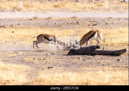 Teleaufnahme von zwei Impalas, Aepyceros melampus, die sich in einem Kopf-an-Kopf-Kampf befinden. Stockfoto