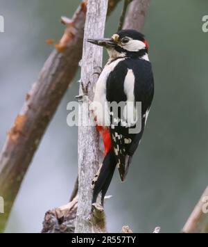 Männlich Woodpecker mit Großfleck in Gloucestershire, Großbritannien Stockfoto