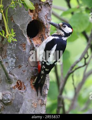 Männlich Woodpecker mit Großfleck in Gloucestershire, Großbritannien Stockfoto