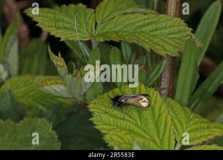 Grüne Longhorn-Motte (Adela reaumurella), männlicher Erwachsener auf Brachblatt Eccles-on-Sea, Norfolk, Großbritannien Mai Stockfoto