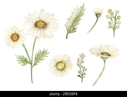 Gänseblümchen-Clipart-Set. Aquarell romantische botanische Illustration. Zarte Blumenelemente. Handbemalte, rustikale Sommerblumen. Kamille für Stockfoto