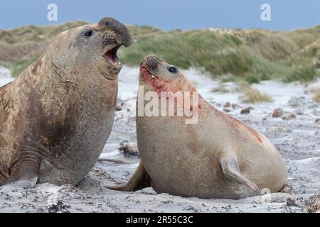 Südliche Elefantenseehunde Interaktion zwischen einem jungen Paar Robben Stockfoto