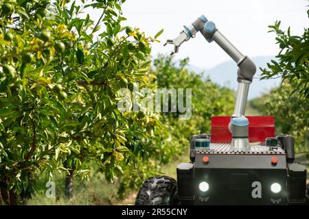 Autonomer Mähroboter mit Roboterarm, der Früchte auf einem intelligenten Bauernhof erntet. Konzept. Hochwertiges Foto Stockfoto