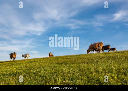 Kühe, die an einem sonnigen Frühlingsabend im Firle Beacon weiden Stockfoto