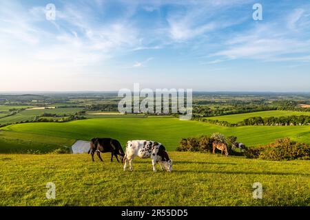 Kühe grasen auf Firle Beacon in den South Downs, mit Blick auf die Landschaft darunter Stockfoto