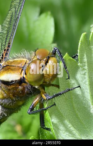 Großkörperige Chaser-Libelle (Libellula depressa)-Nahaufnahme einer neu entstandenen Frau Stockfoto
