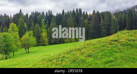 Berglandschaft mit grünem Wald. Fichten auf dem Grashügel. Nebiges Wetter mit bewölktem Himmel Stockfoto