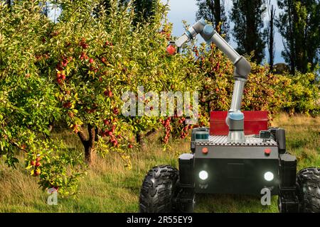 Autonomer Mähroboter mit Roboterarm, der Äpfel auf einem intelligenten Bauernhof erntet. Konzept. Hochwertiges Foto Stockfoto