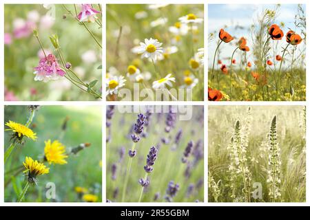 Collage mit Fotos von verschiedenen wunderschönen Wildblumen, die auf der Wiese wachsen Stockfoto