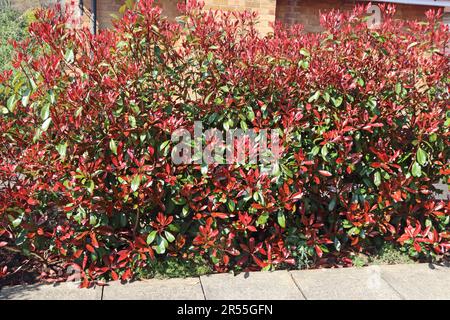 Photinia Red Robin, bildet Hecke zwischen Häusern Stockfoto