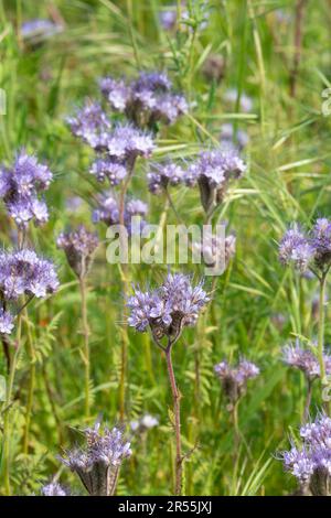 Italien, lombardei, Purple Tansy Flowers, Phacelia tanacetifolia Stockfoto