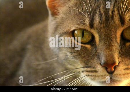 Primo Piano di gatto grigio con occhi verdi / Großaufnahme einer grauen Katze mit grünen Augen Stockfoto